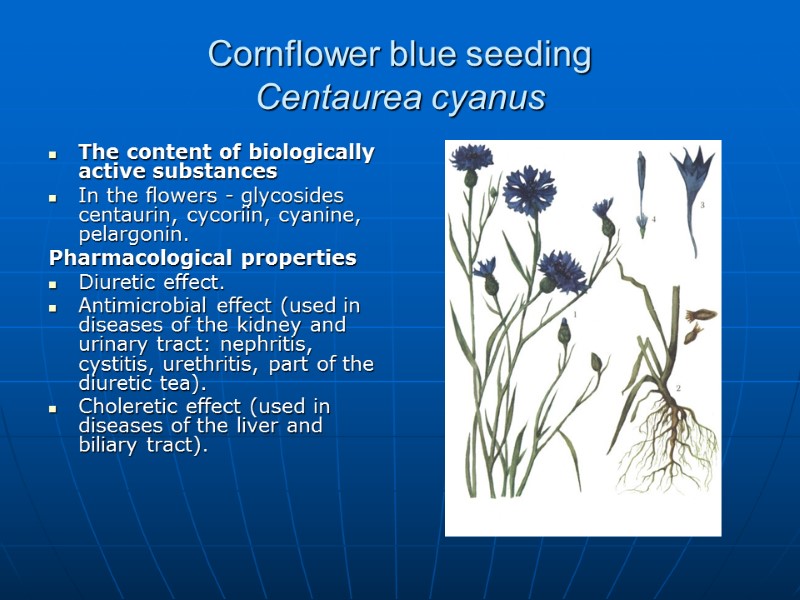 Cornflower blue seeding  Centaurea cyanus The content of biologically active substances In the